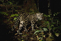 Sunda Clouded Leopard (Neofelis diardi) male in lowland rainforest at night, Tawau Hills Park, Sabah, Borneo, Malaysia