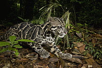Sunda Clouded Leopard (Neofelis diardi) male in lowland rainforest, Tawau Hills Park, Sabah, Borneo, Malaysia