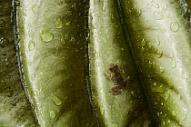 True Toad (Pelophryne sp) on Taro (Alocasia cuprea) leaf with water droplets, Tawau Hills Park, Sabah, Borneo, Malaysia