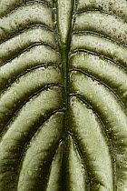 Taro (Alocasia cuprea) leaf, Tawau Hills Park, Sabah, Borneo, Malaysia