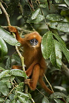 Red Leaf Monkey (Presbytis rubicunda) juvenile in tree, Danum Valley Conservation Area, Sabah, Borneo, Malaysia
