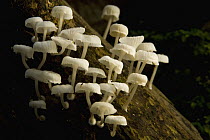 Fungus (Marasmiaceae) mushrooms on decaying log, Danum Valley Conservation Area, Sabah, Borneo, Malaysia