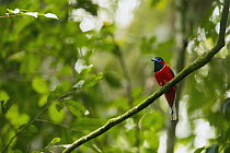 Red-naped Trogon (Harpactes kasumba) male, Danum Valley Conservation Area, Sabah, Borneo, Malaysia