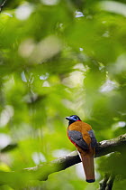 Red-naped Trogon (Harpactes kasumba) male, Danum Valley Conservation Area, Sabah, Borneo, Malaysia