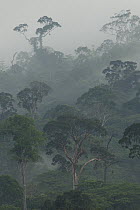Meranti (Dipterocarpaceae) trees in clouds in lowland rainforest, Danum Valley Conservation Area, Sabah, Borneo, Malaysia