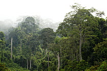 Meranti (Dipterocarpaceae) trees in clouds in lowland rainforest, Danum Valley Conservation Area, Sabah, Borneo, Malaysia