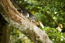 Cream-colored Giant Squirrel (Ratufa affinis) male climbing down tree trunk, Sepilok Forest Reserve, Sabah, Borneo, Malaysia