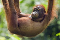 Orangutan (Pongo pygmaeus) juvenile hanging, Sepilok Forest Reserve, Sabah, Borneo, Malaysia