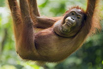 Orangutan (Pongo pygmaeus) juvenile hanging, Sepilok Forest Reserve, Sabah, Borneo, Malaysia