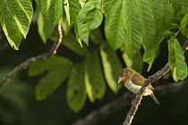Brown Barbet (Calorhamphus fuliginosus) female, Sepilok Forest Reserve, Sabah, Borneo, Malaysia