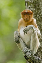 Proboscis Monkey (Nasalis larvatus) juvenile in tree, Sabah, Borneo, Malaysia
