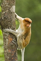 Proboscis Monkey (Nasalis larvatus) juvenile climbing down tree, Sabah, Borneo, Malaysia
