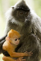 Silvered Leaf Monkey (Trachypithecus cristatus) mother and young, Sabah, Borneo, Malaysia