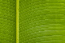 Banana (Musa sp) leaf, Sabah, Borneo, Malaysia