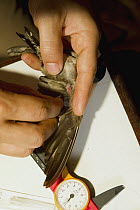 Pacific Swallow (Hirundo tahitica) biologist Tim Salzman drawing blood for metabolic analysis research, Tawau Hills Park, Sabah, Borneo, Malaysia