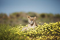 African Lion (Panthera leo) female lying in Yellow Vine (Tribulus terrestris) flowers, Kgalagadi Transfrontier Park, South Africa