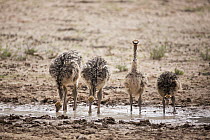 Ostrich (Struthio camelus) chicks drinking, Kgalagadi Transfrontier Park, South Africa