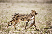 Cheetah (Acinonyx jubatus) carrying baby Springbok (Antidorcas marsupialis) kill, Kgalagadi Transfrontier Park, South Africa