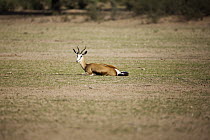 Springbok (Antidorcas marsupialis) female lying down to give birth, Kgalagadi Transfrontier Park, South Africa, sequence 1 of 4