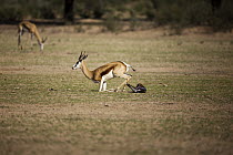 Springbok (Antidorcas marsupialis) female standing immediately after giving birth, Kgalagadi Transfrontier Park, South Africa, sequence 2 of 4