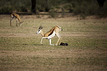 Springbok (Antidorcas marsupialis) female standing immediately after giving birth, Kgalagadi Transfrontier Park, South Africa, sequence 3 of 4