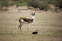 Springbok (Antidorcas marsupialis) mother with calf just after giving birth, Kgalagadi Transfrontier Park, South Africa, sequence 1 of 3