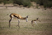 Springbok (Antidorcas marsupialis) mother with newborn calf taking first steps, Kgalagadi Transfrontier Park, South Africa, sequence 2 of 3