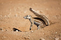 Cape Ground Squirrel (Xerus inauris) using tail for shade, Cape Province, South Africa