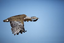 Kori Bustard (Ardeotis kori) flying, Cape Province, South Africa