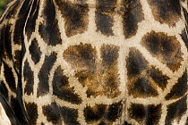 South African Giraffe (Giraffa giraffa giraffa) male coat, KwaZulu-Natal, South Africa
