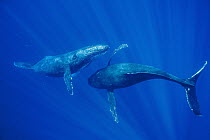 Humpback Whale (Megaptera novaeangliae) males interacting, Maui, Hawaii - notice must accompany publication; photo obtained under NMFS permit 13846