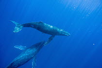Humpback Whale (Megaptera novaeangliae) pair of breath-holders, Maui, Hawaii - notice must accompany publication; photo obtained under NMFS permit 13846