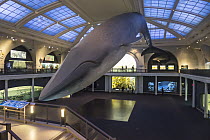 Blue Whale (Balaenoptera musculus) life-size model, American Museum of Natural History, New York