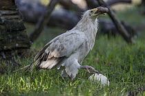Egyptian Vulture (Neophron percnopterus) breaking Ostrich (Struthio camelus) egg with rock, native to Africa