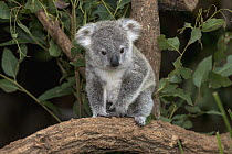 Queensland Koala (Phascolarctos cinereus adustus) juvenile, Lone Pine Koala Sanctuary, Brisbane, Australia