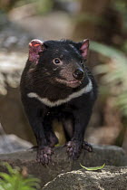 Tasmanian Devil (Sarcophilus harrisii), Currumbin Wildlife Sanctuary, Queensland, Australia