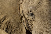 African Elephant (Loxodonta africana), native to Africa