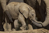 African Elephant (Loxodonta africana) females tending to calf, native to Africa