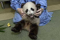 Giant Panda (Ailuropoda melanoleuca) cub getting medical exam, native to China