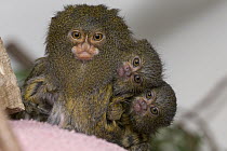 Pygmy Marmoset (Cebuella pygmaea) mother with babies, native to South America