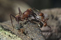 Ant (Formicidae) soldier and worker, distributed worldwide