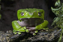 Giant Monkey Frog (Phyllomedusa bicolor) sleeping, native to South America