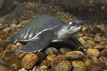 Pig-nosed Turtle (Carettochelys insculpta), native to Australia and New Guinea