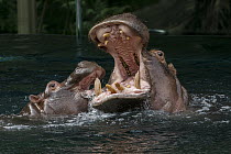 East African River Hippopotamus (Hippopotamus amphibius kiboko) mother and calf playing, native to Africa
