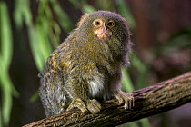 Pygmy Marmoset (Cebuella pygmaea), native to South America