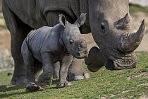White Rhinoceros (Ceratotherium simum) mother with calf, native to Africa