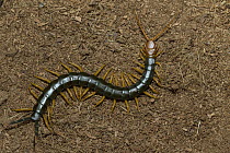 Giant Desert Centipede (Scolopendra heros), native to North America