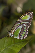 Nymphalid Butterfly (Nymphalidae), ditributed worldwide
