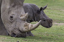 White Rhinoceros (Ceratotherium simum) mother grazing with calf, native to Africa