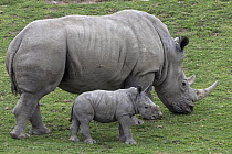 White Rhinoceros (Ceratotherium simum) mother grazing with calf, native to Africa
